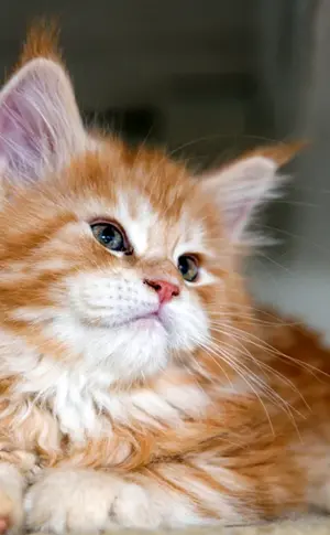 Maine Coon