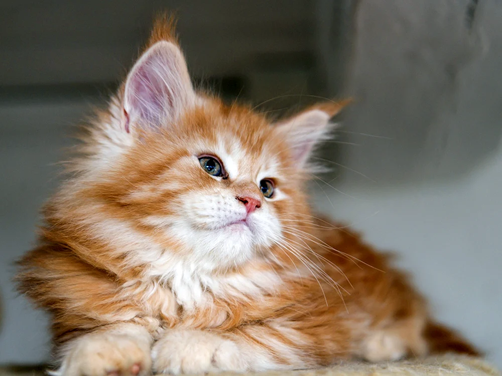 Maine Coon