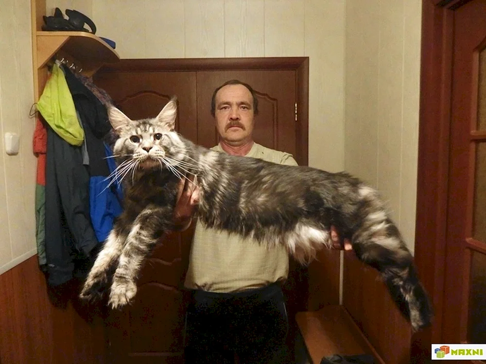Main Coon Katze