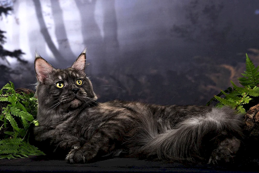 Maine Coon schwarz