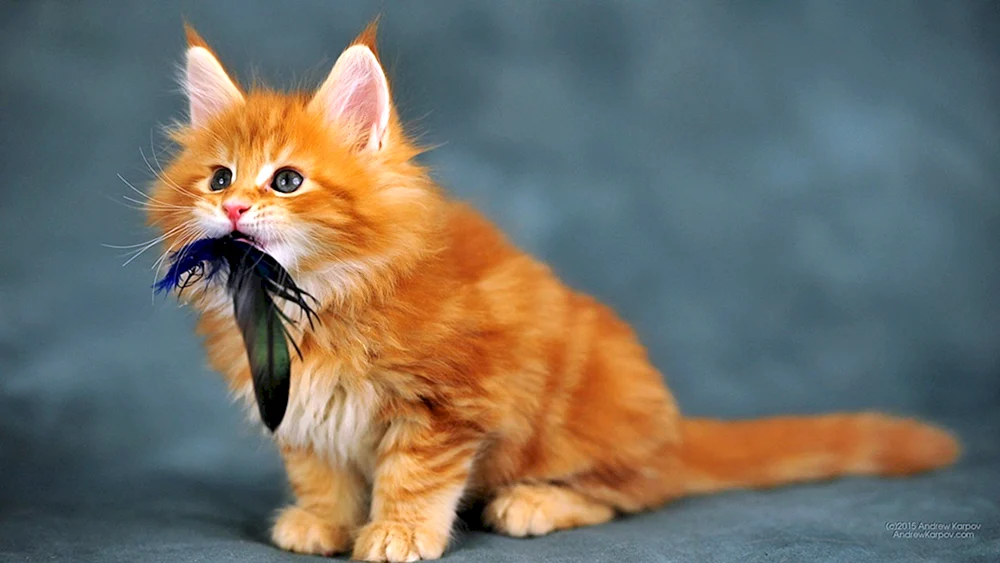Macraean MAU Katze rot Waschbär