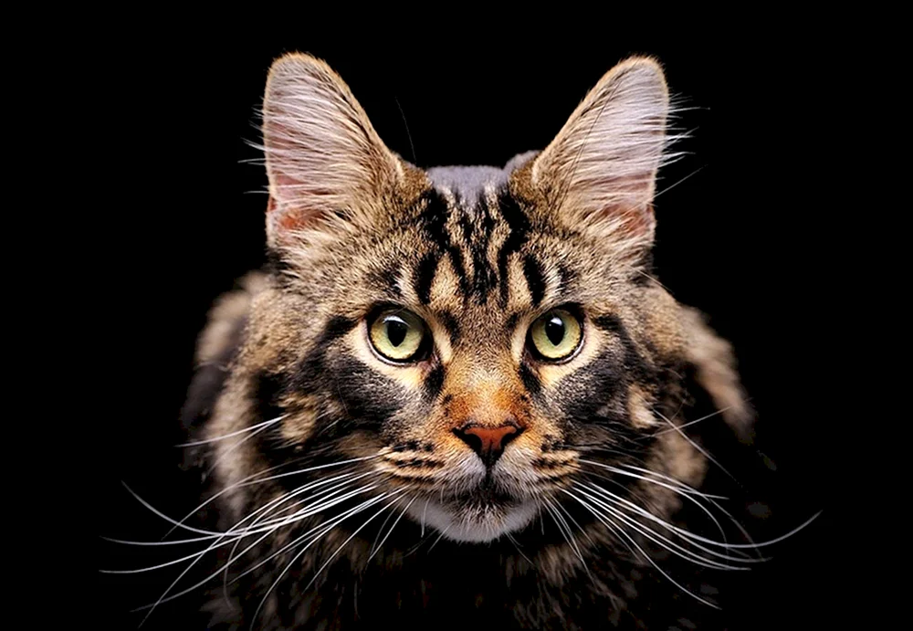 Europäische Kurzhaarkatze ingwer