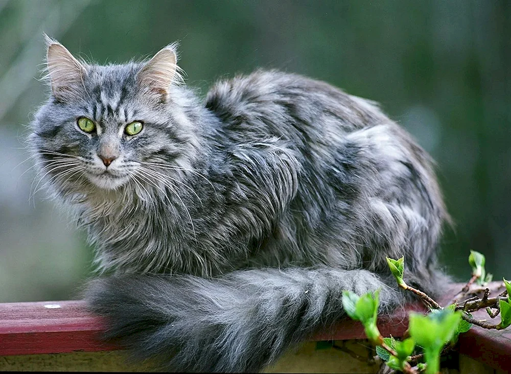 Main Coon Katze