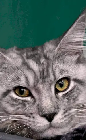 Maine Coon