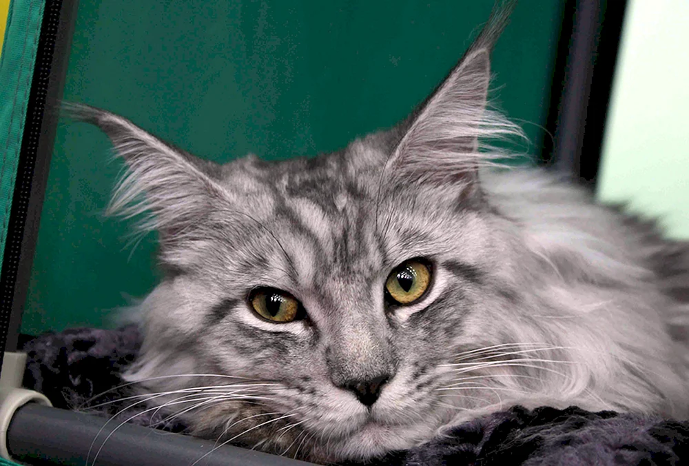 Maine Coon