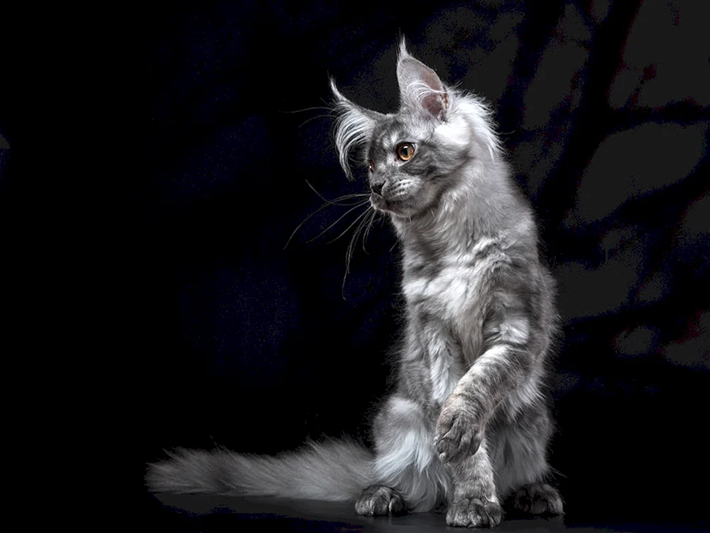 Maine Coon
