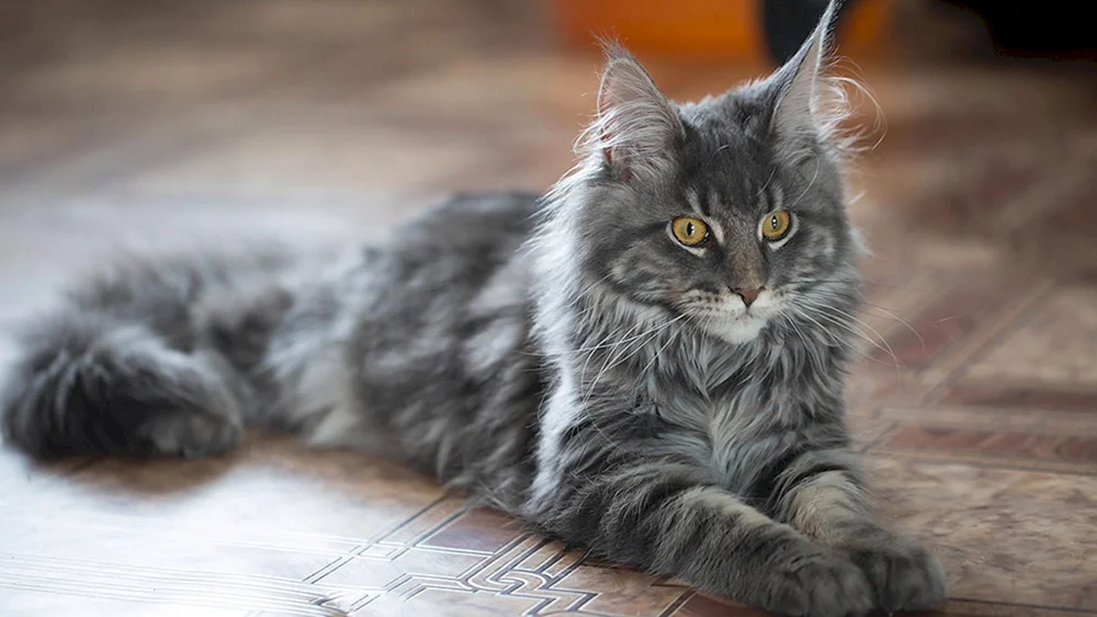 Maine Coon