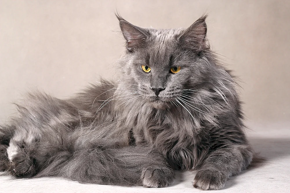 Maine Coon Grey