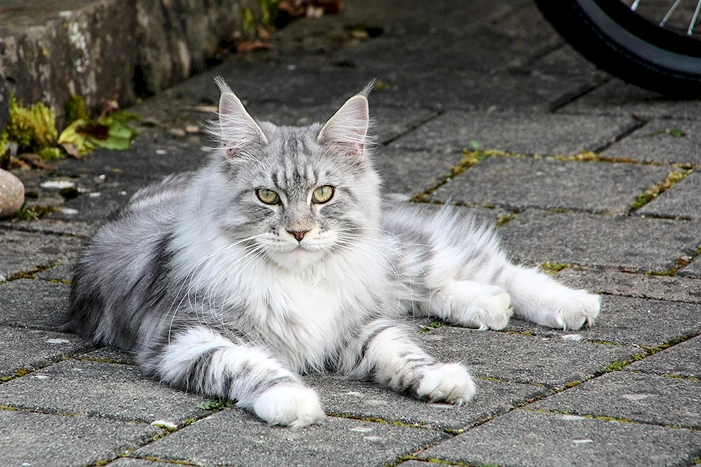Maine Coon Grey