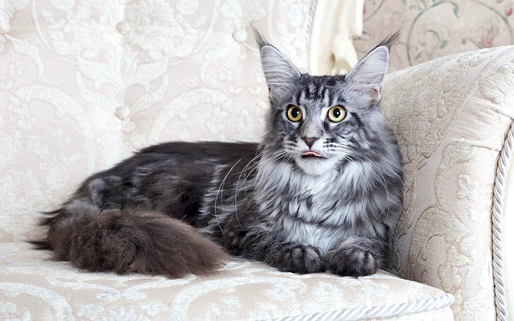 Maine Coon Cat
