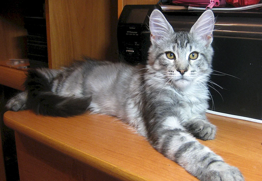 Maine Coon