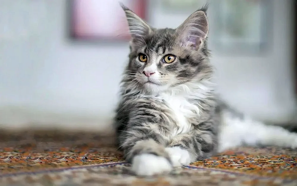 Maine Coon