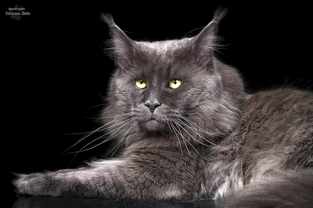 Maine Coon