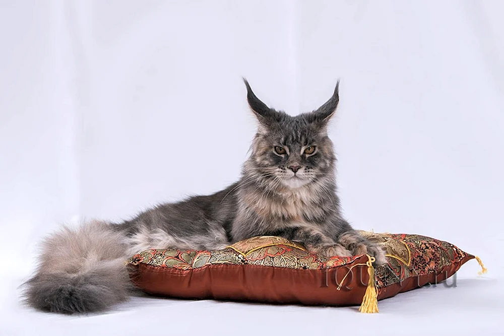 Maine Coon Katze 2 Jahre alt