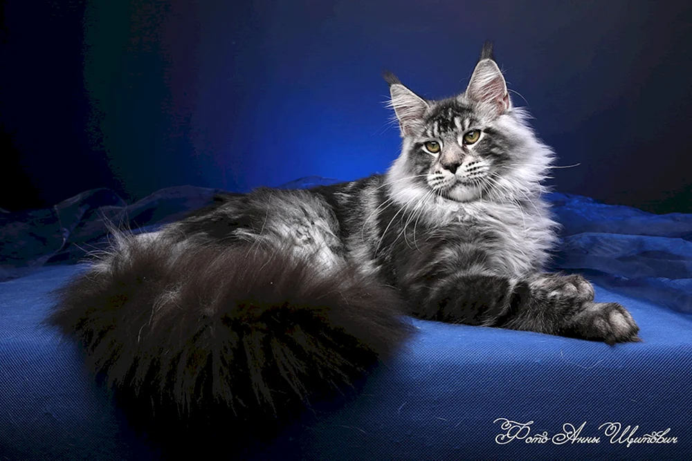 Maine Coon