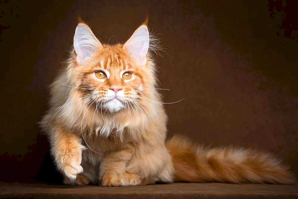 Main- Maine Coon