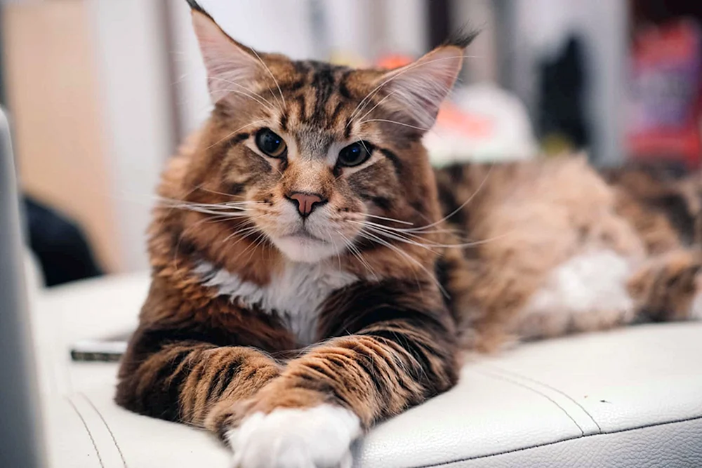 Maine Coon