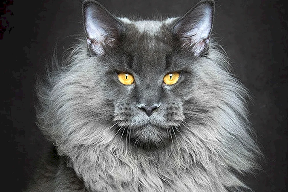 Maine Coon