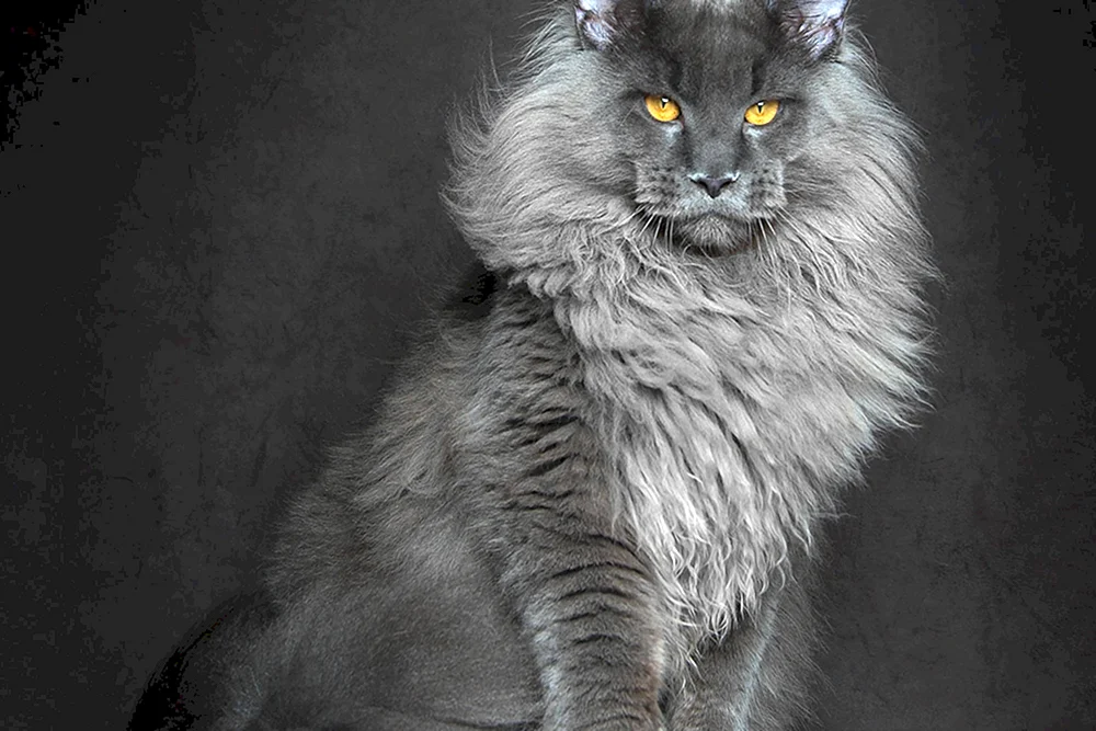 Maine Coon