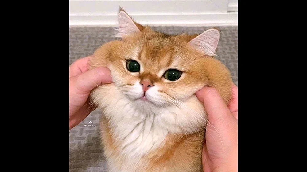 Exotische Katze