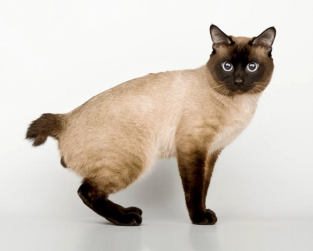 Thai Snow Shoe