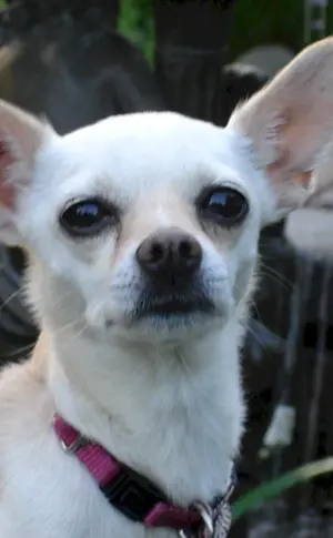 Mexikanischer Chihuahua Cobbie