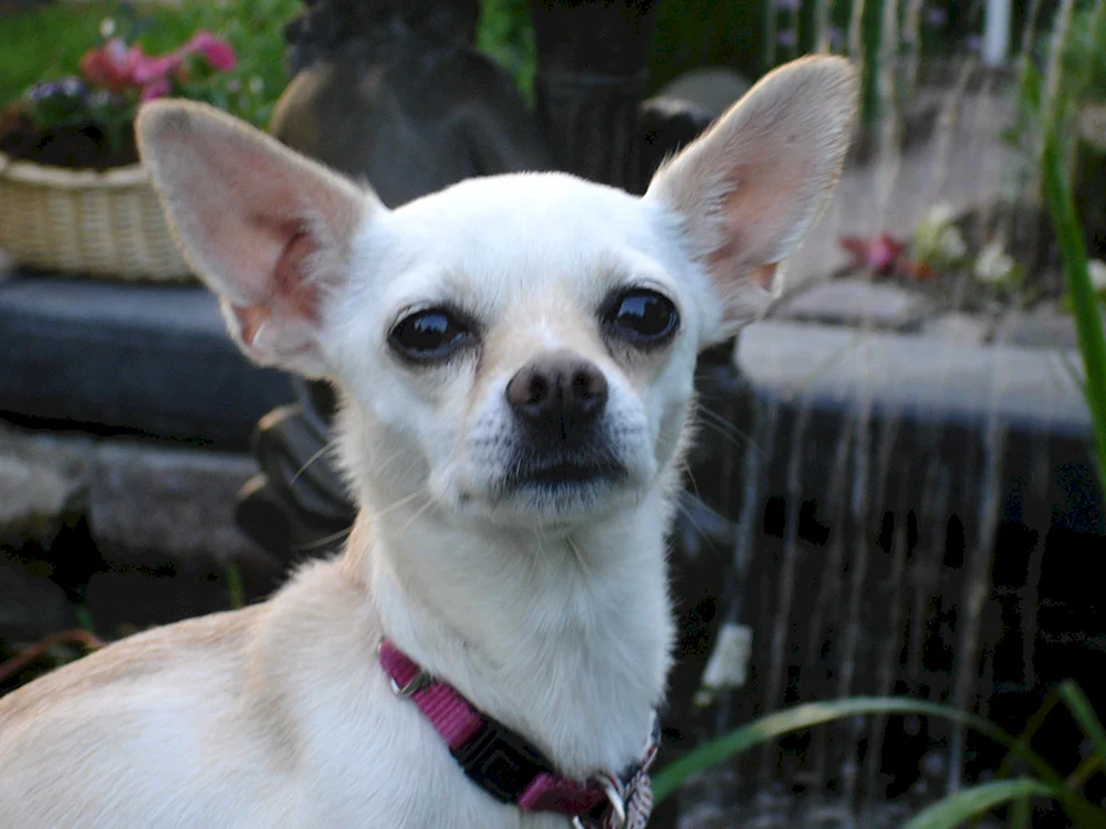 Mexikanischer Chihuahua Cobbie