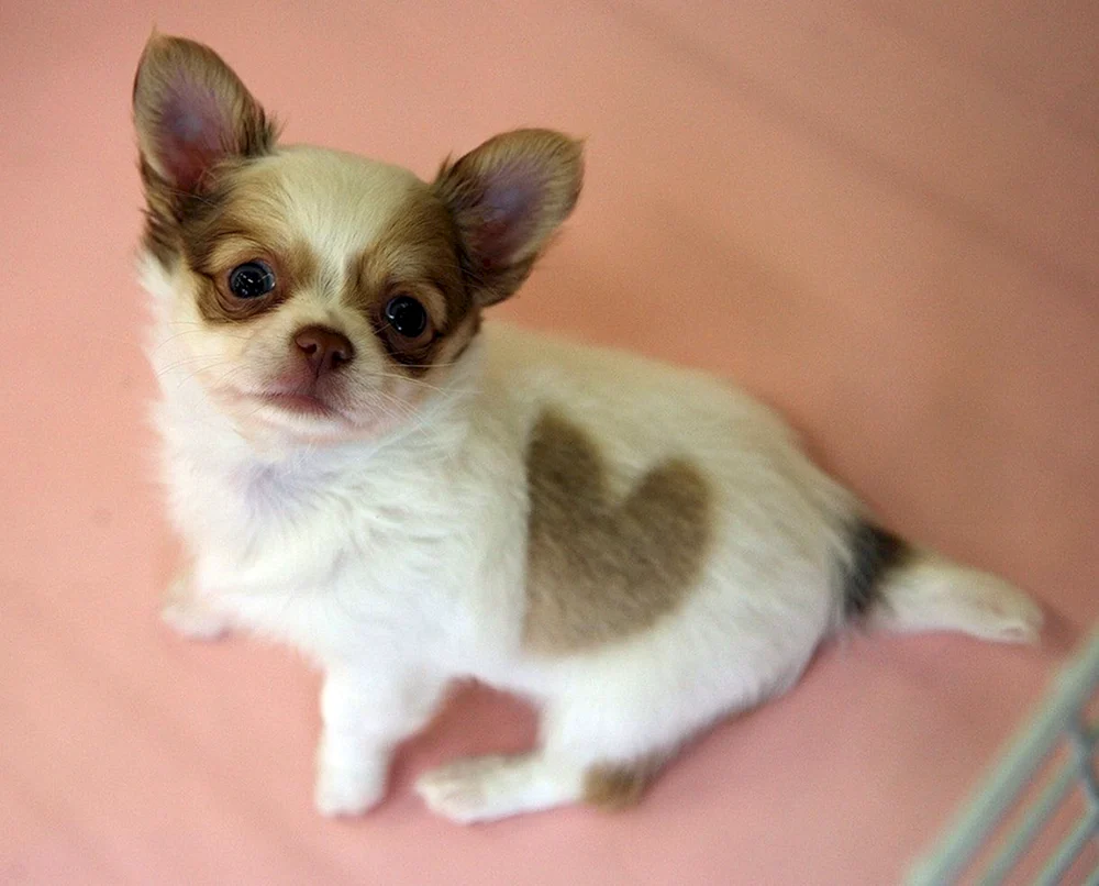 Mexikanischer Chihuahua Kurzhaar