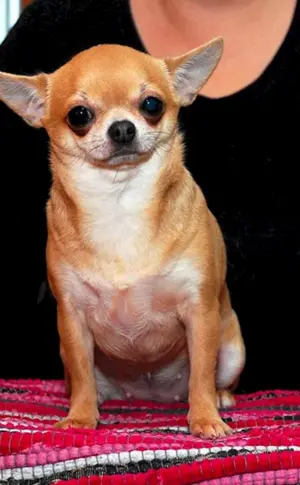 Mexikanischer Chihuahua Kurzhaar