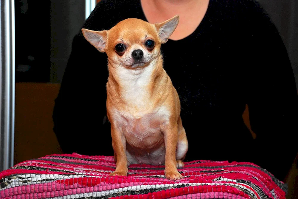 Mexikanischer Chihuahua Kurzhaar