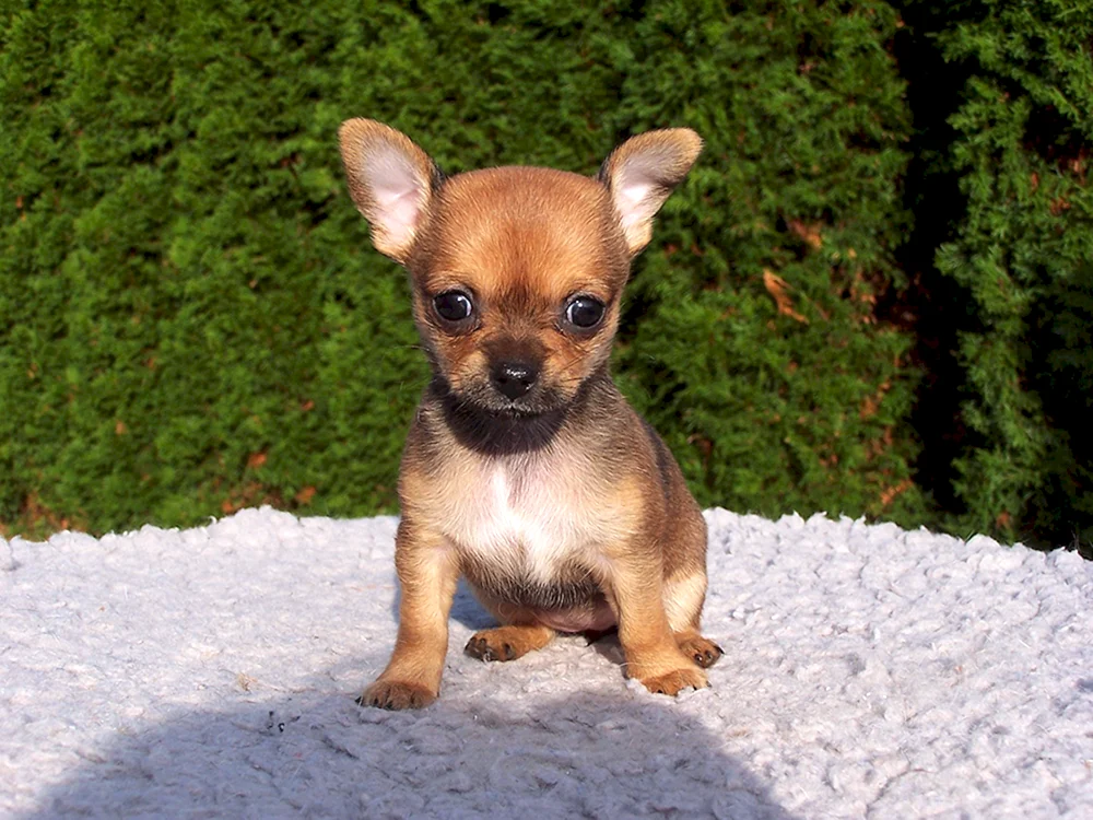 Chihuahua Cobbie Kurzhaar