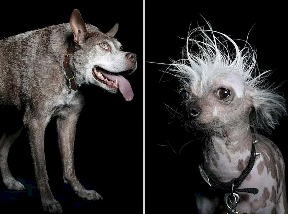 Chihuahua Schopfhund