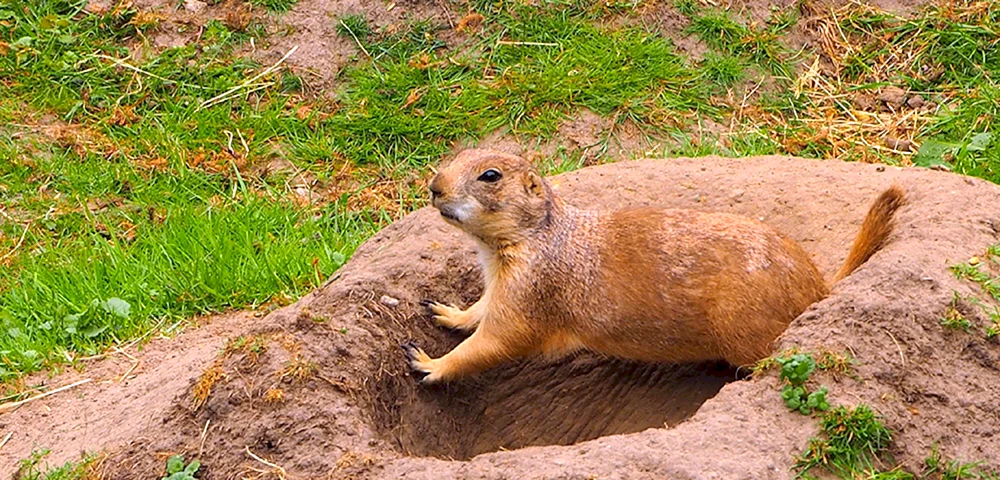 Gunnisons Wiesenhund
