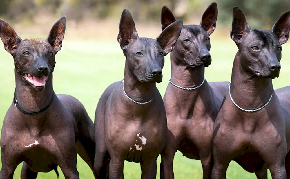 Mexikanischer Glatzenhund Xoloitzcuintli