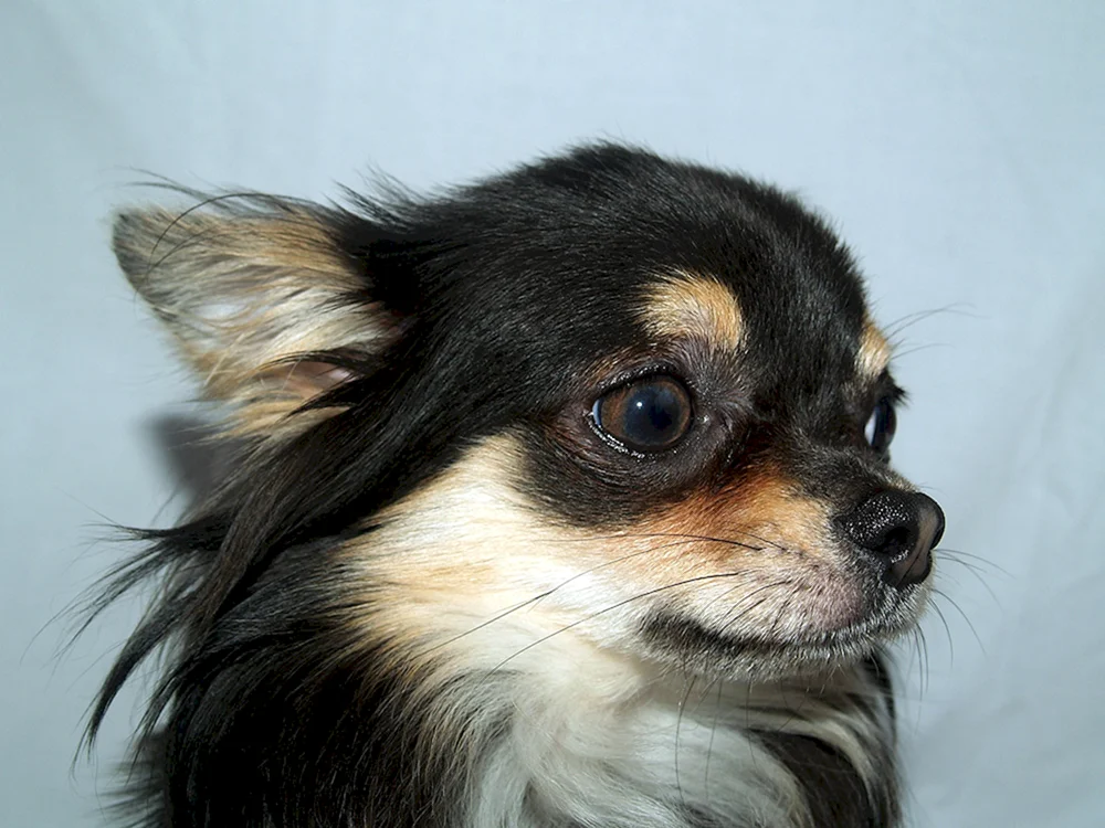 Chihuahua Standard langhaarig