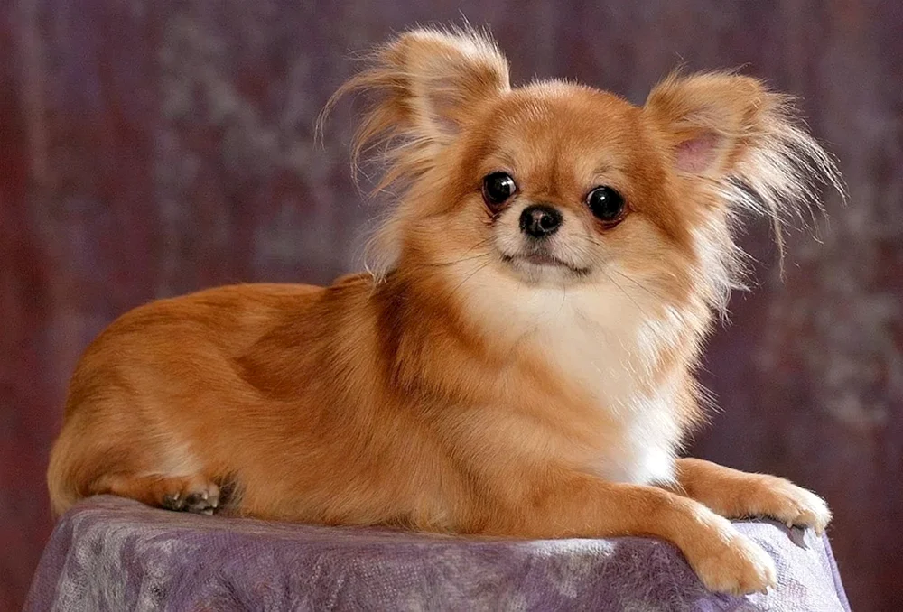 Chihuahua langhaarig