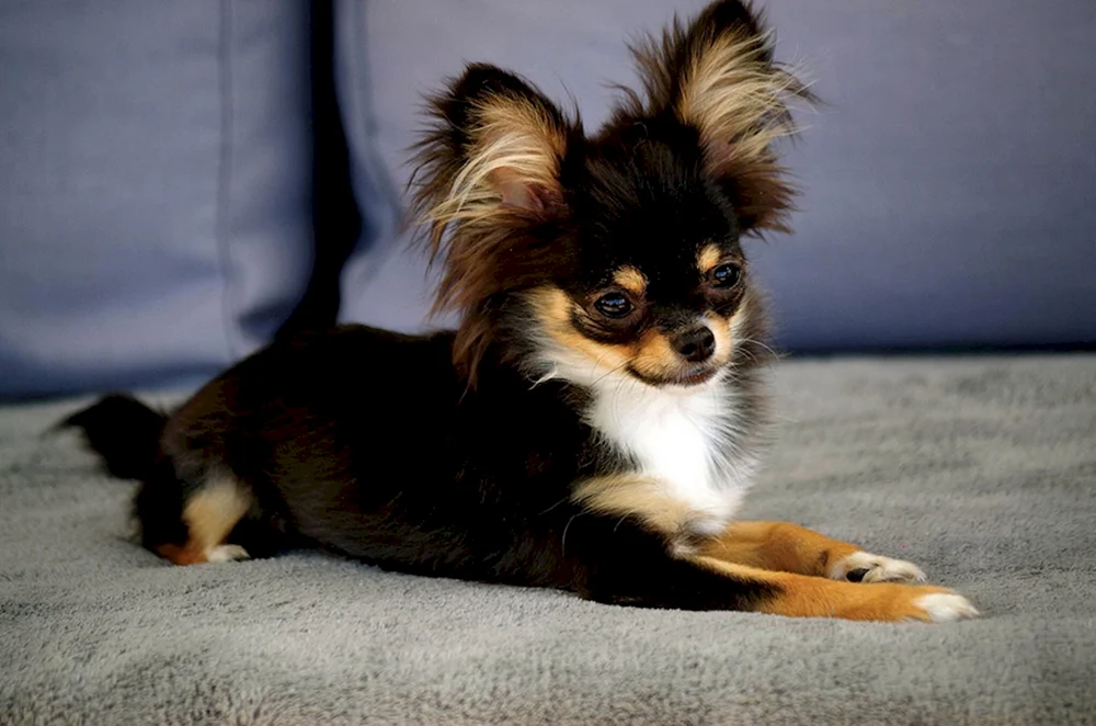 Mexikanischer Chihuahua Langhaar