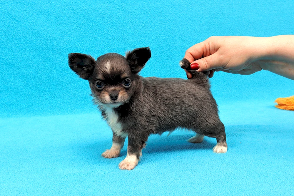 Chihuahua Zwinger in St. Petersburg