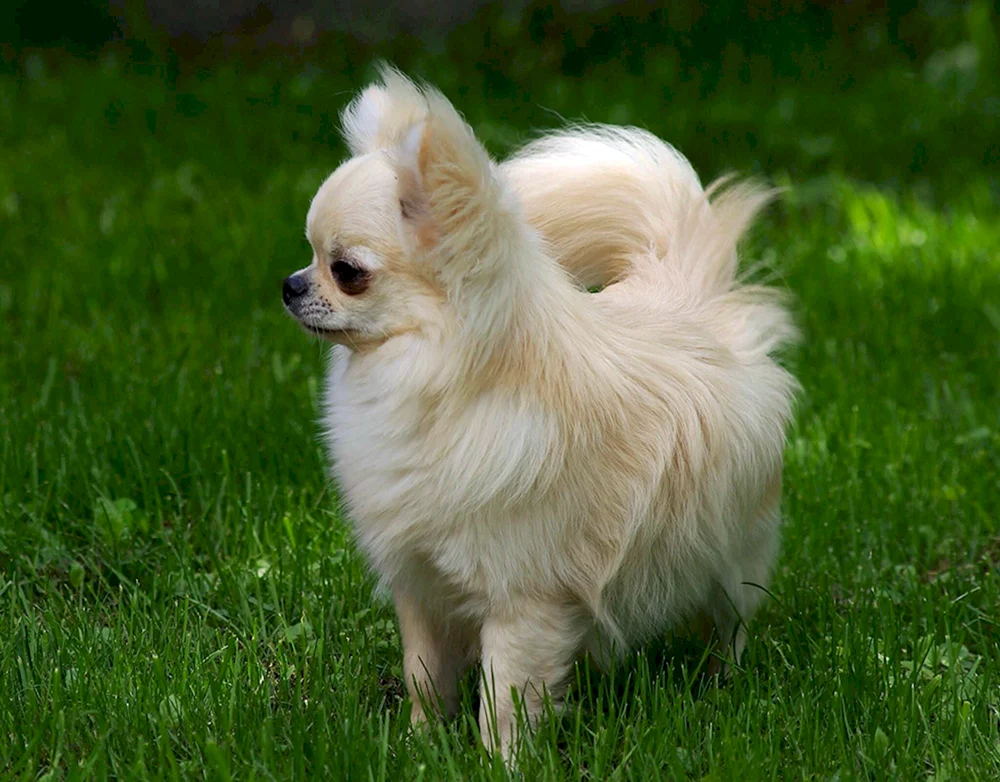 Chihuahua Kobbies langhaarig
