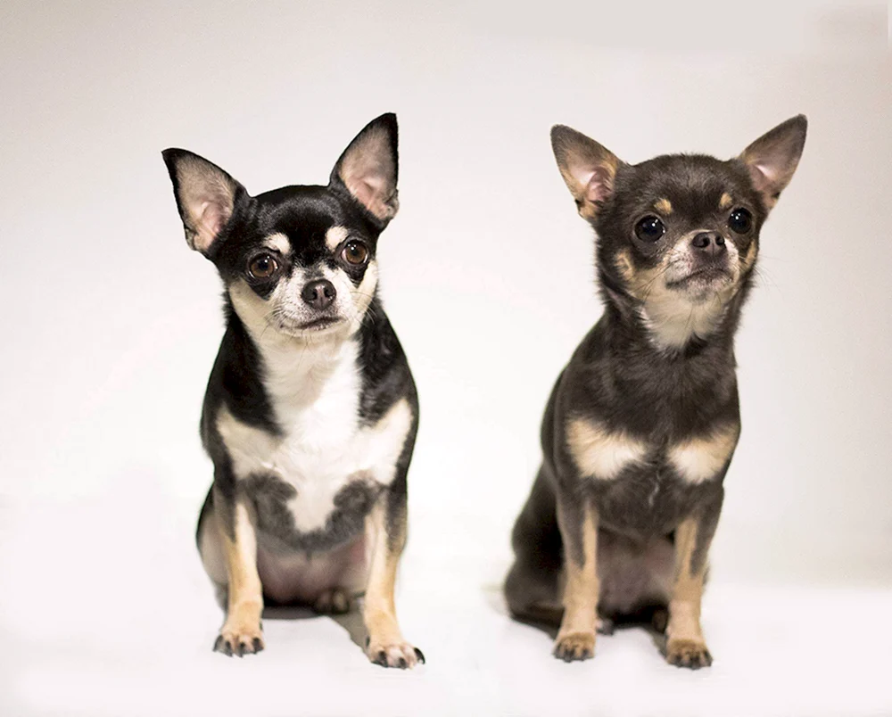 Chihuahua mollig langhaarig