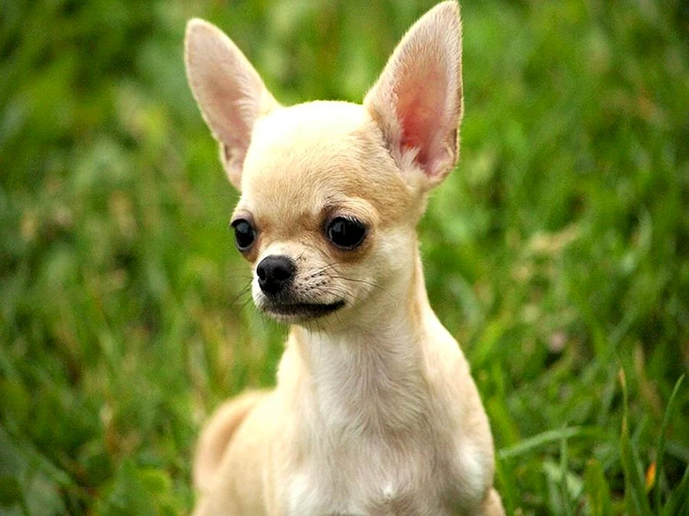 Mexikanischer Chihuahua glatt-haarig