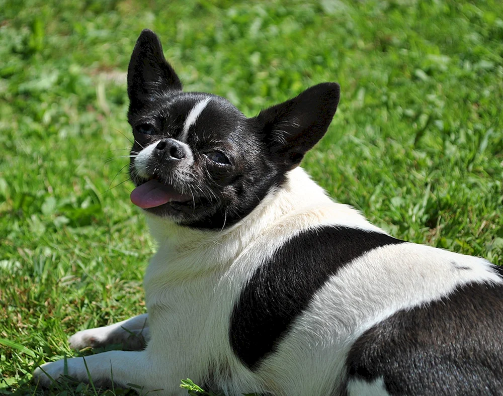 Langhaariger Chihuahua schwarz schwarz