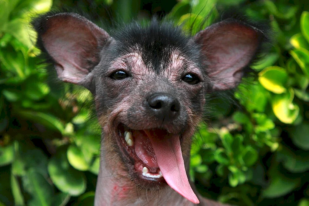 Xoloitzcuintli Hunderassen