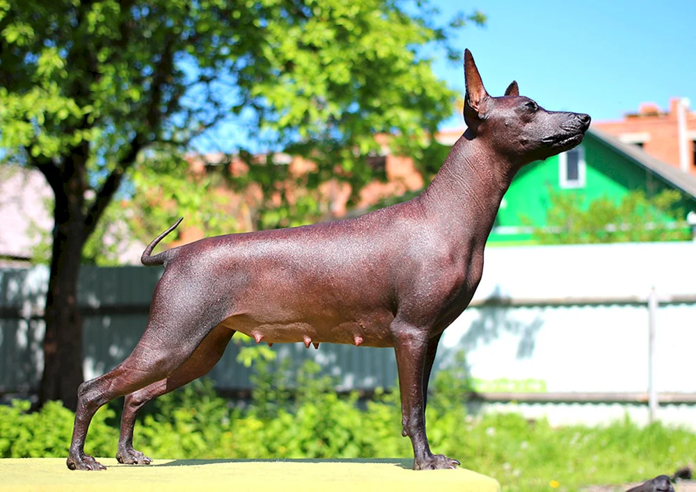 Anubis Xoloitzcuintli Hund