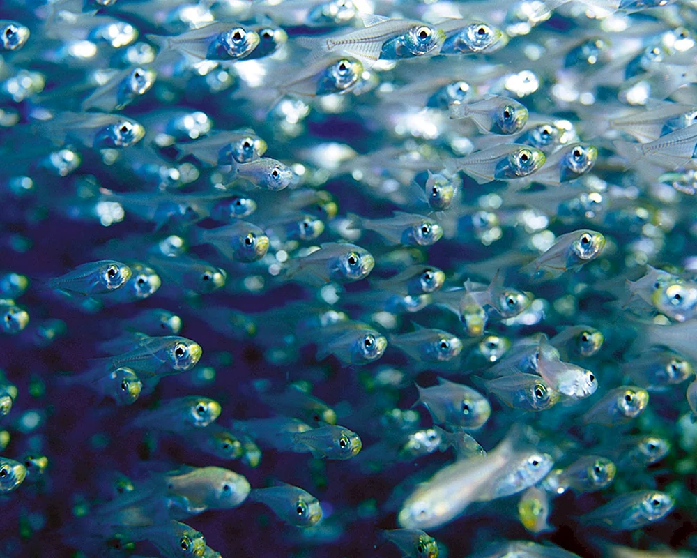Guppie Fischbrut