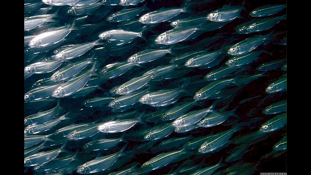 Guppys Aquarienfische