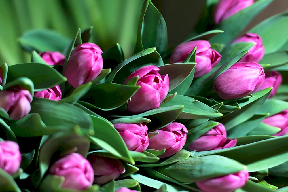 Kleinblütige Tulpen