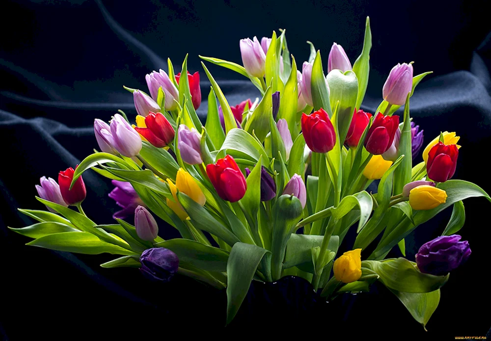 Lila Tulpe