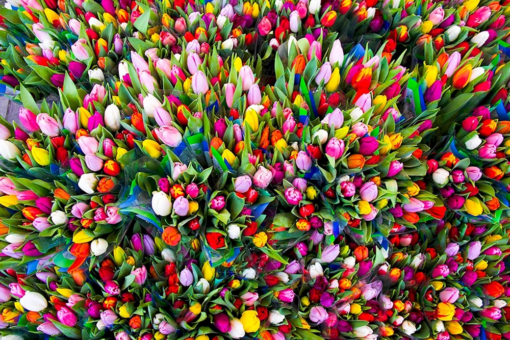 Pioniertulpenstrauß