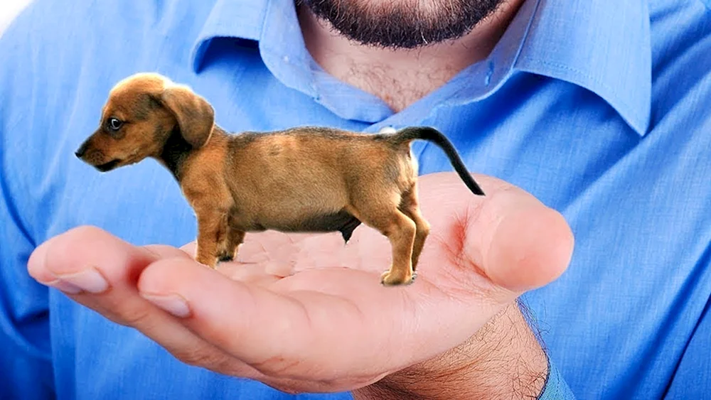 Zwerg Chihuahua